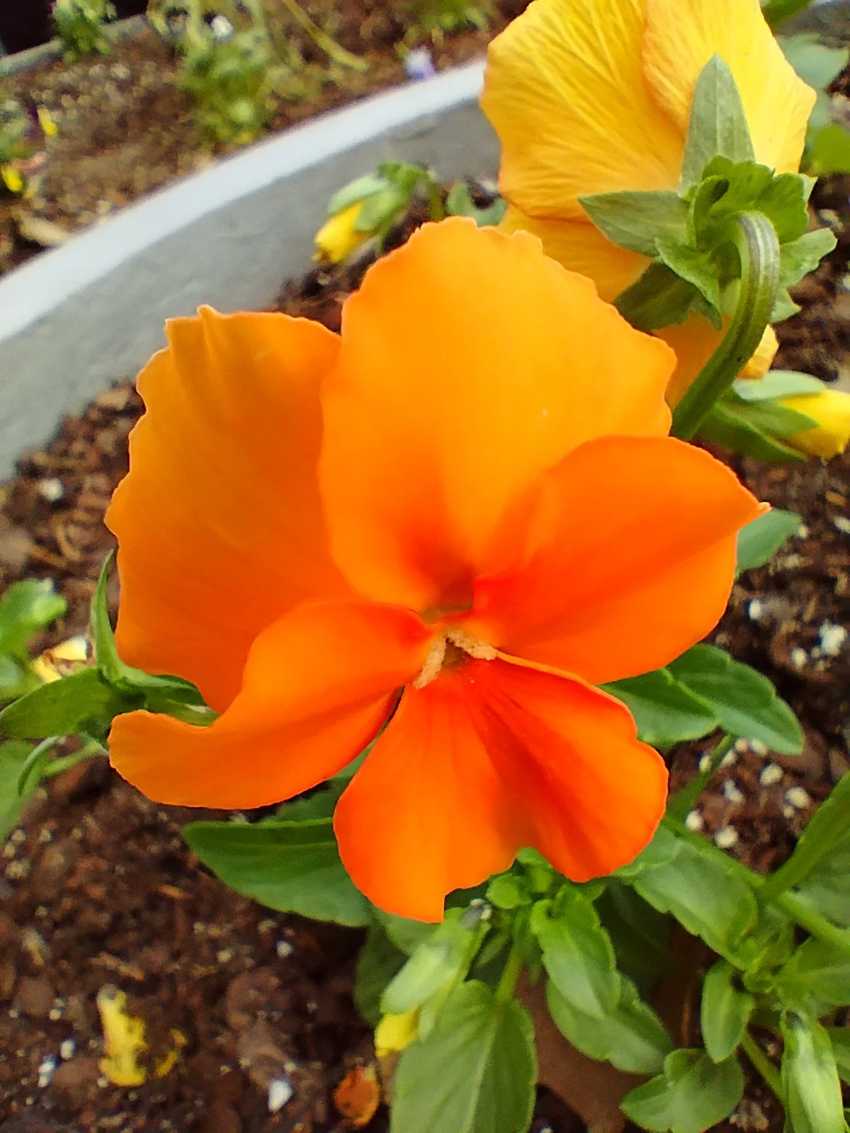 Pansy