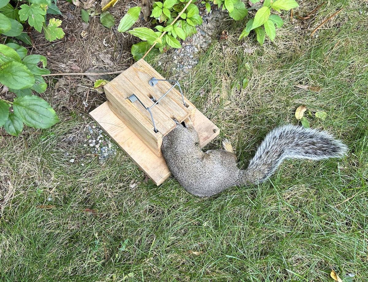 So You Bought A Little Killer Squirrel Trap….
