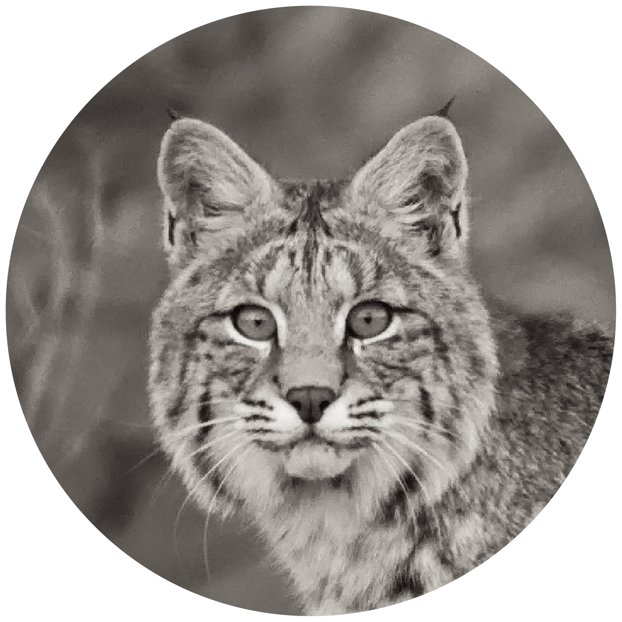 predator wildlife lure bait