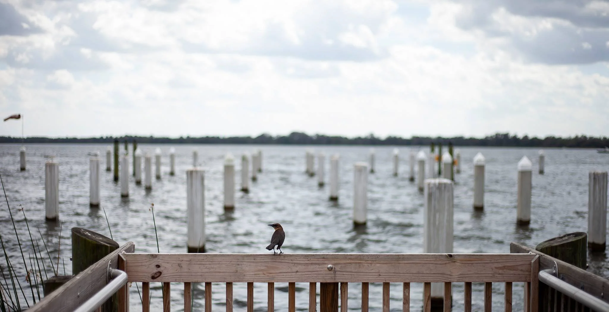 Bird Perched at Lake Dora