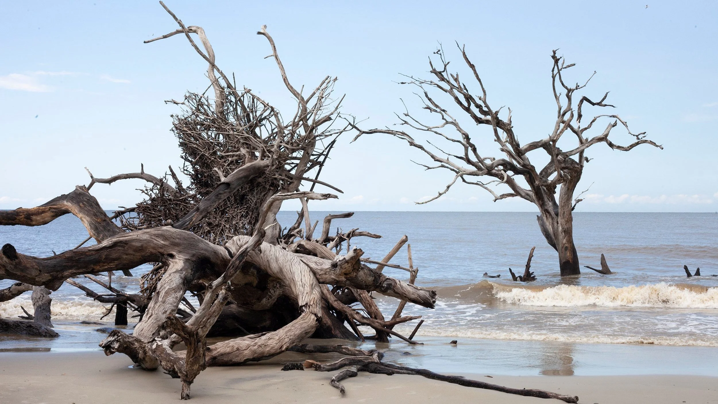 Driftwood Beach