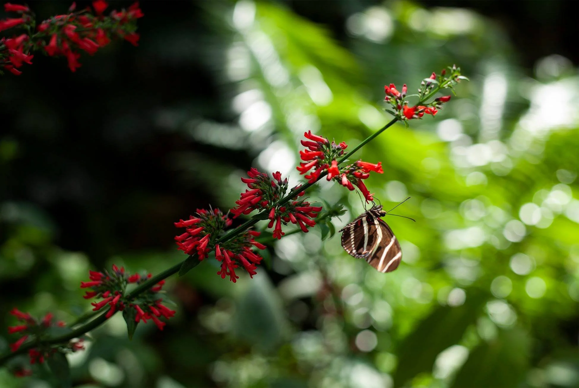 Butterfly Rain Forest