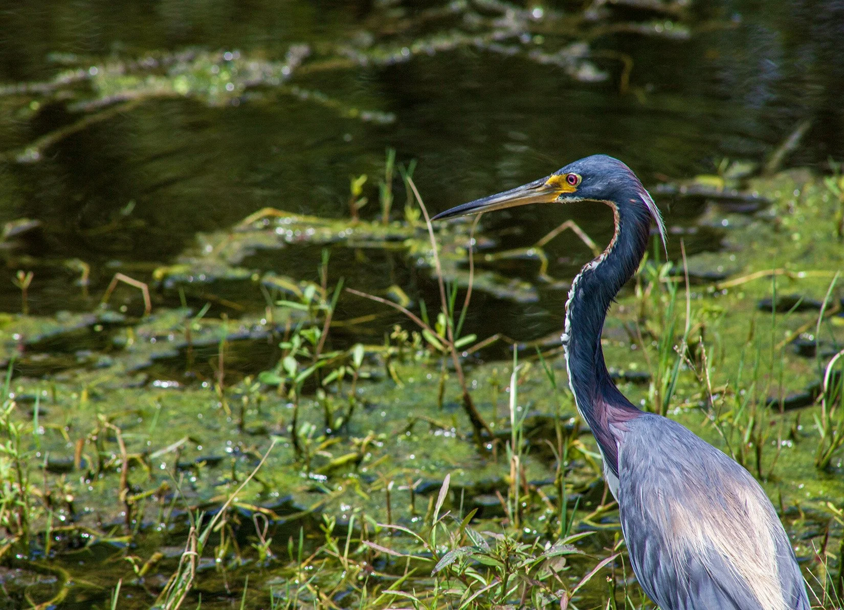 Apopka Wildlife Drive - 6.jpg