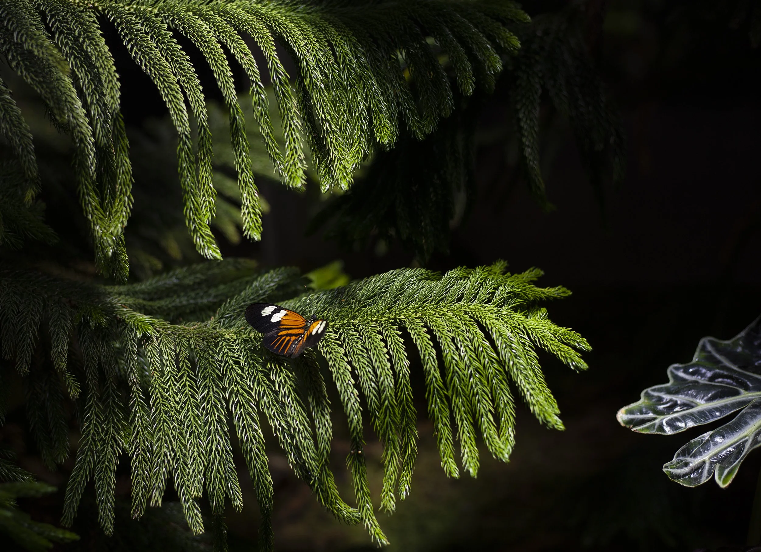 Butterfly Pavilion 2
