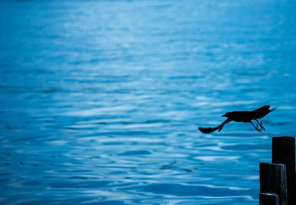 Bird Leaving Perch