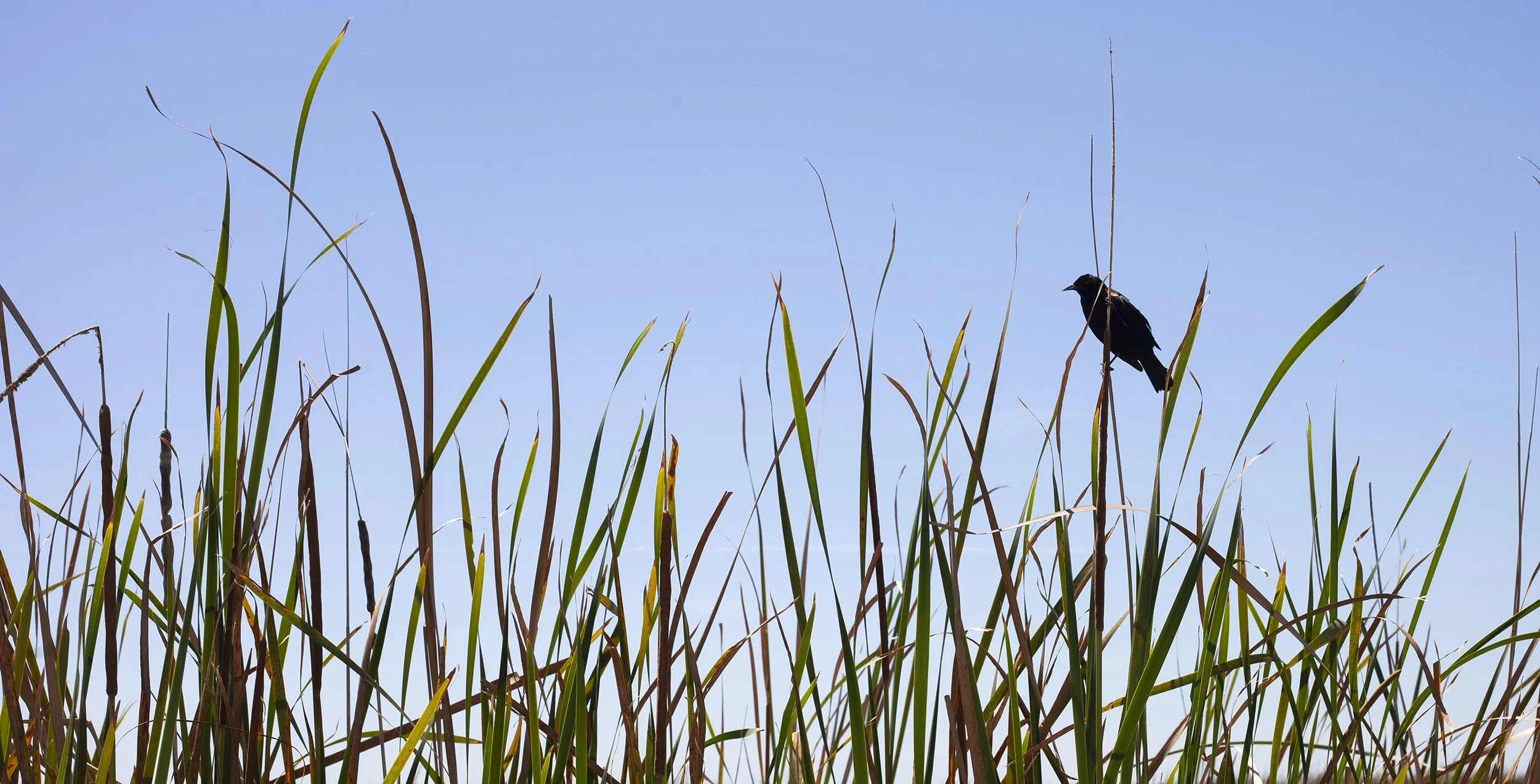 Bird 2 - Apopka Wildlife Drive.jpg