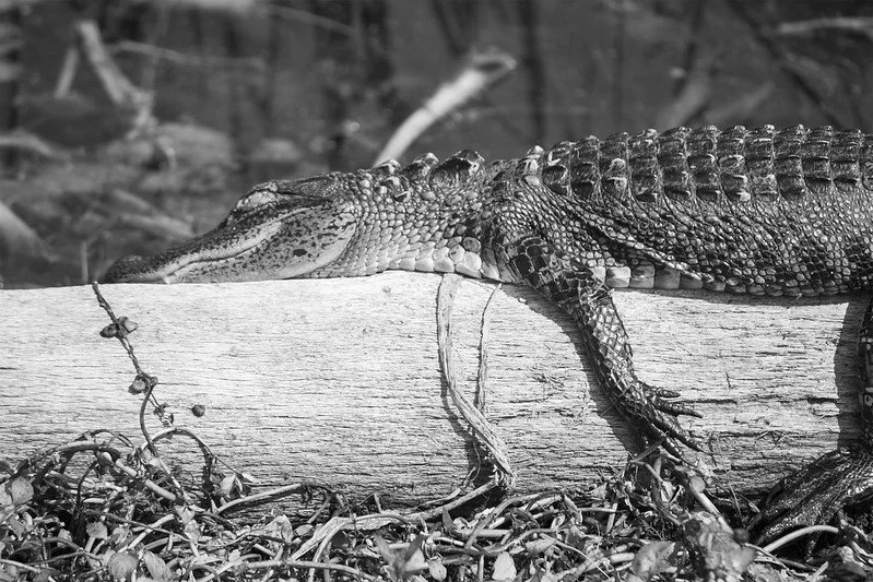 Juvenile Gator Nap