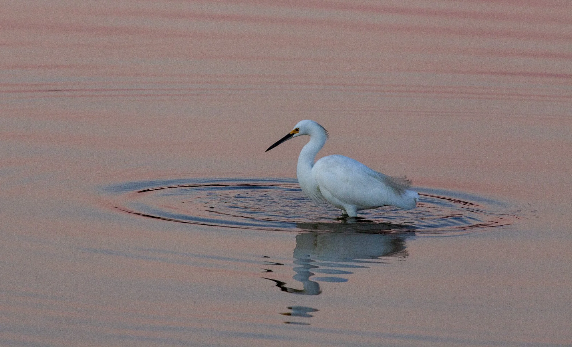 Venetian Gardens - 14 - 2025.jpg