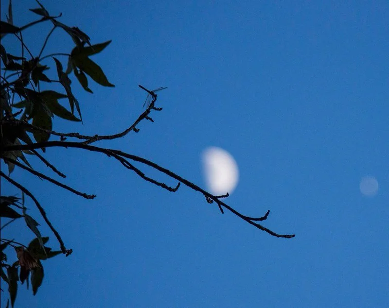 Dragonfly Moon