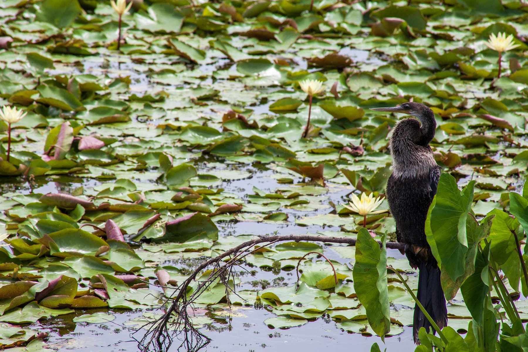 Apopka Wildlife Drive - 16.jpg