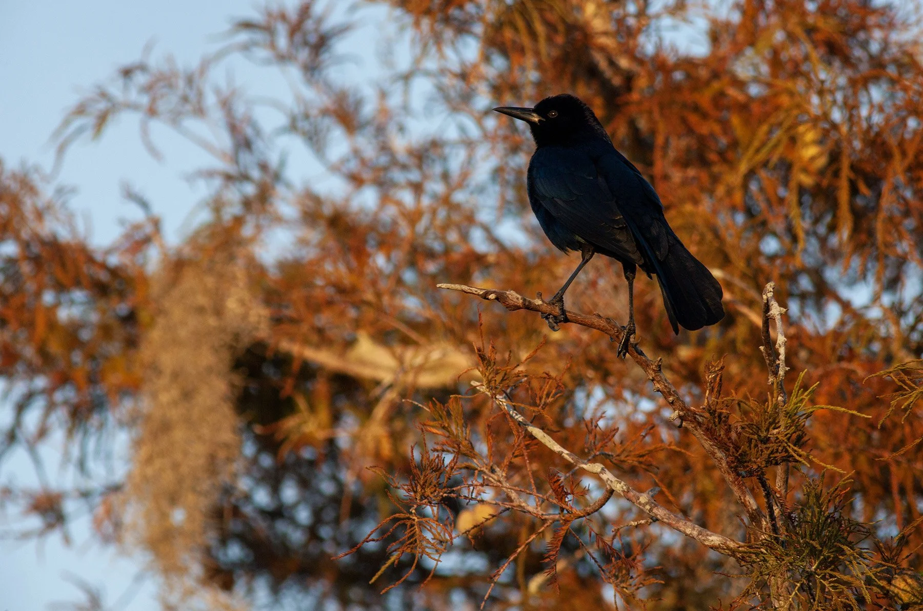 Venetian Gardens - 04 - 2025.jpg