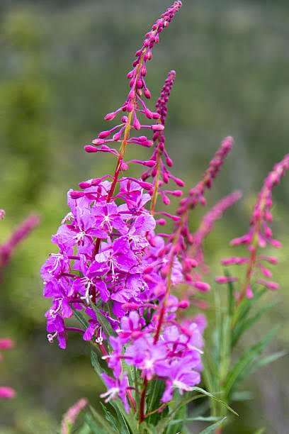 Fireweed 1.jpg