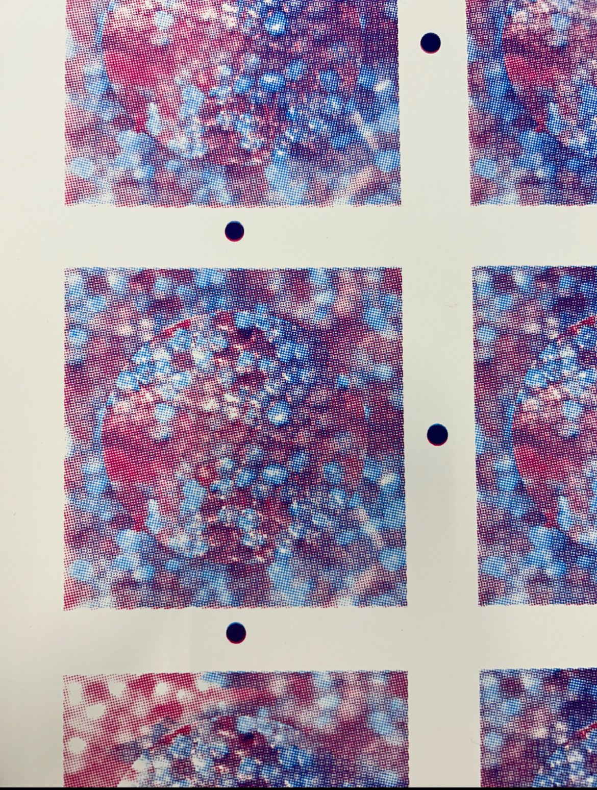 Process of Scarab Prints (for accordion book)
CMYK Screenprint 2025