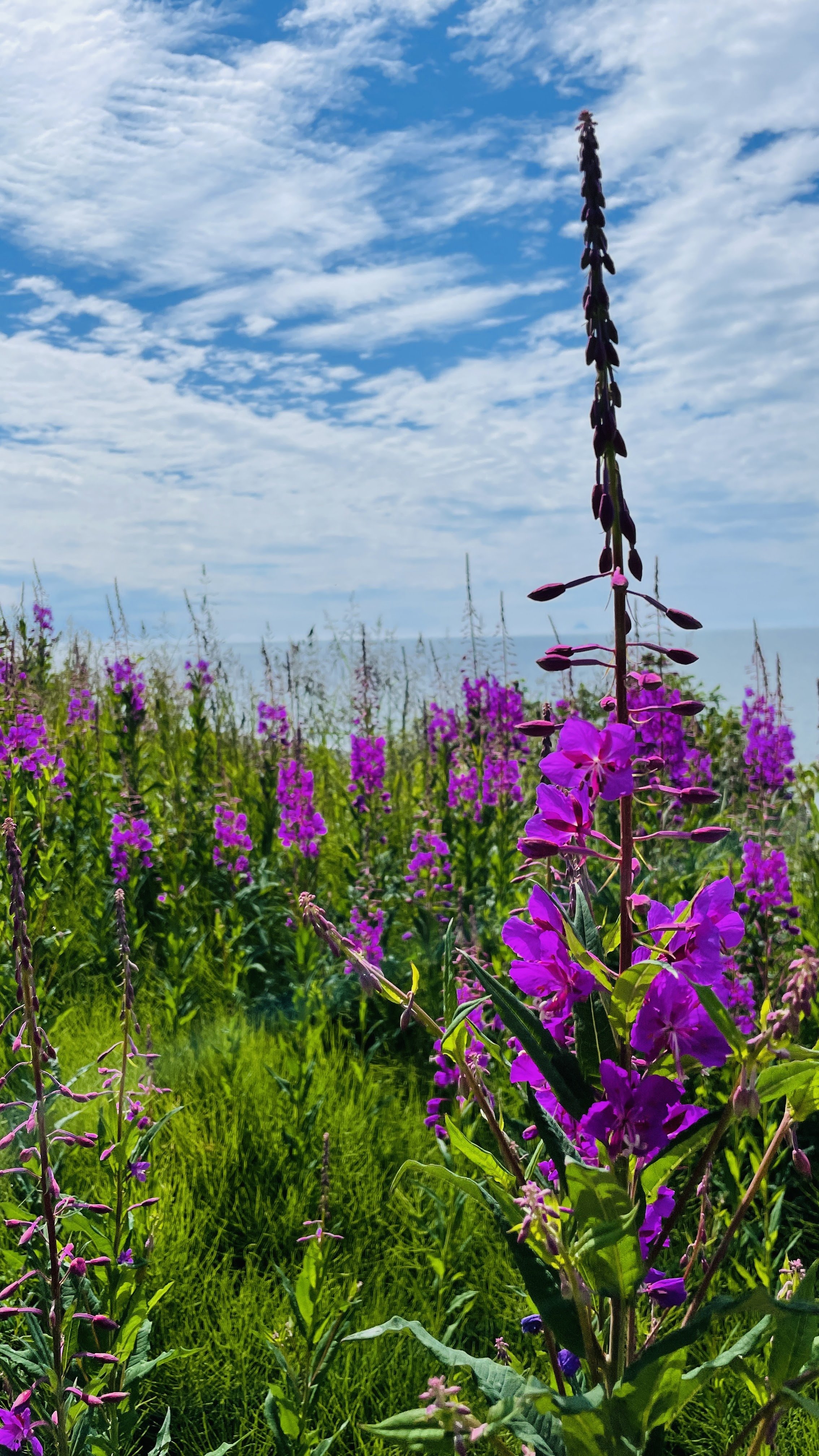 Purple wildflowers in a green field with a blue sky and scattered clouds in the background.