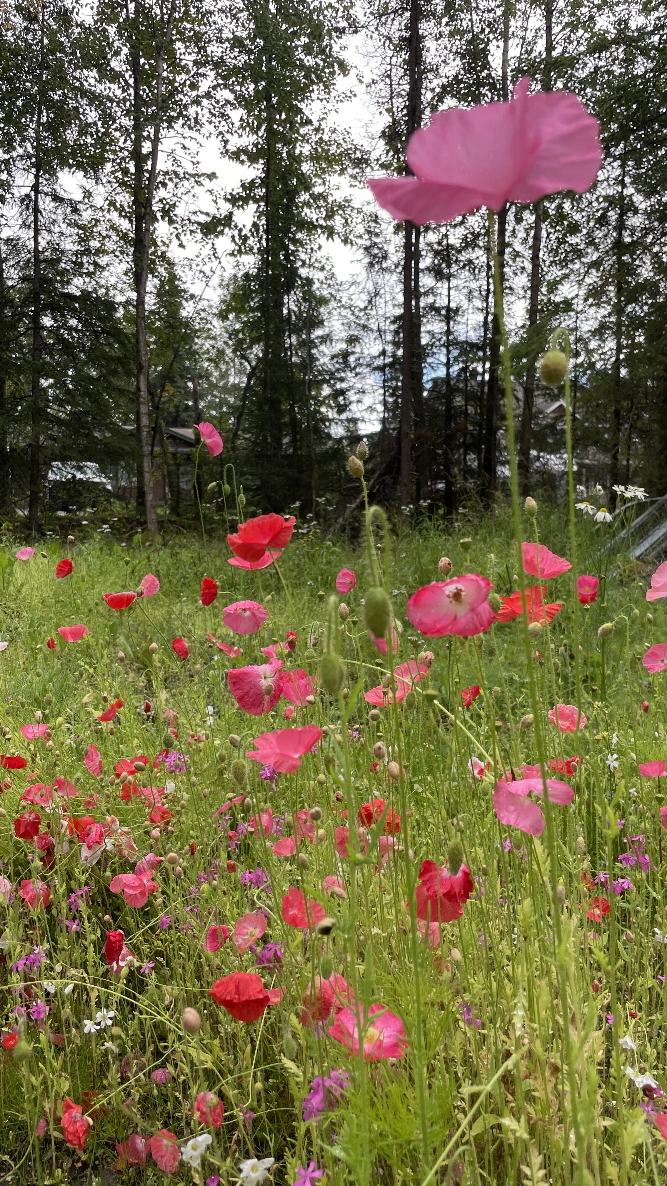 Field of red and pink poppies with green foliage and trees in the background.