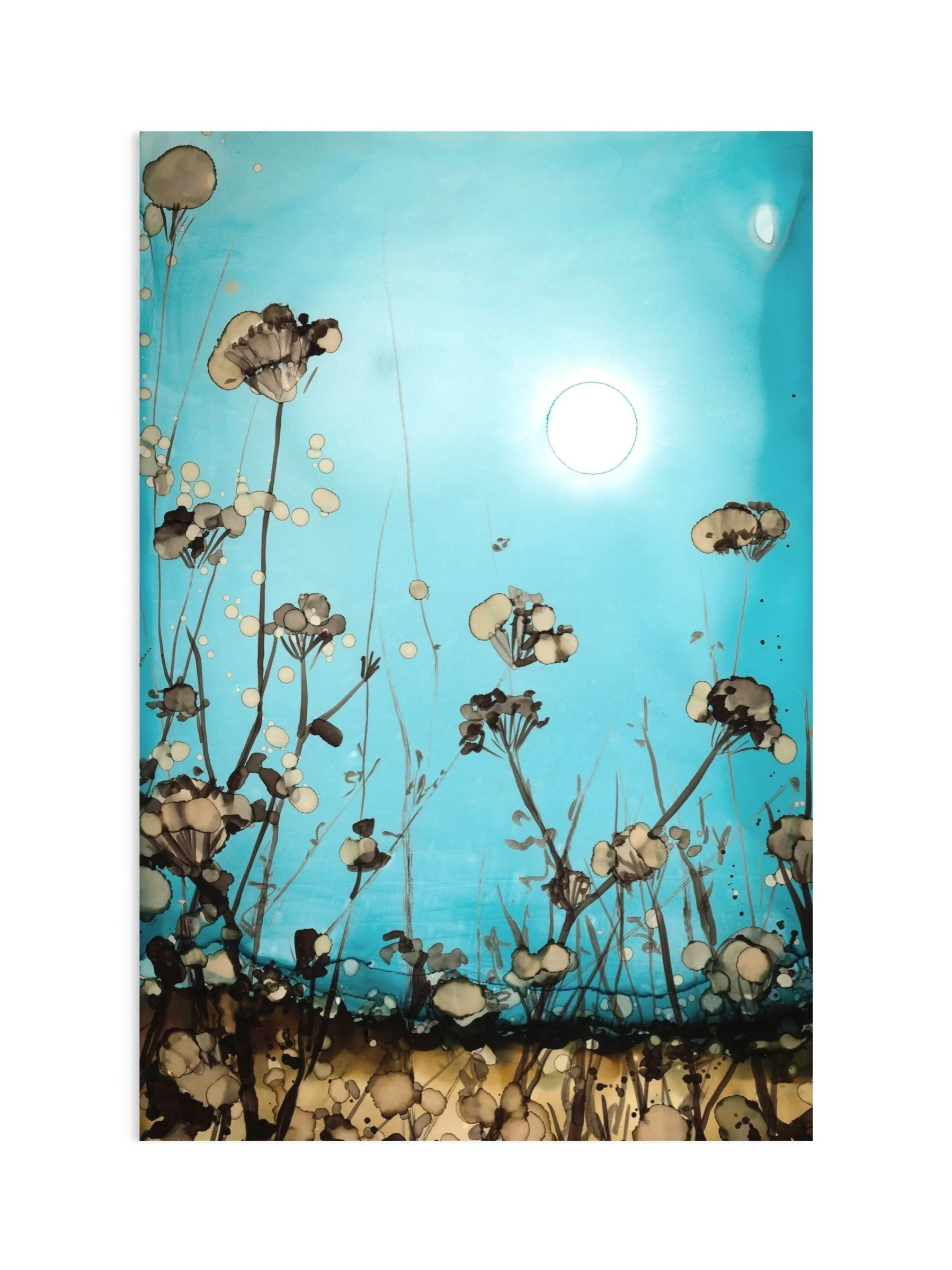 Cow Parsnip - Rachel Wall Fine Art