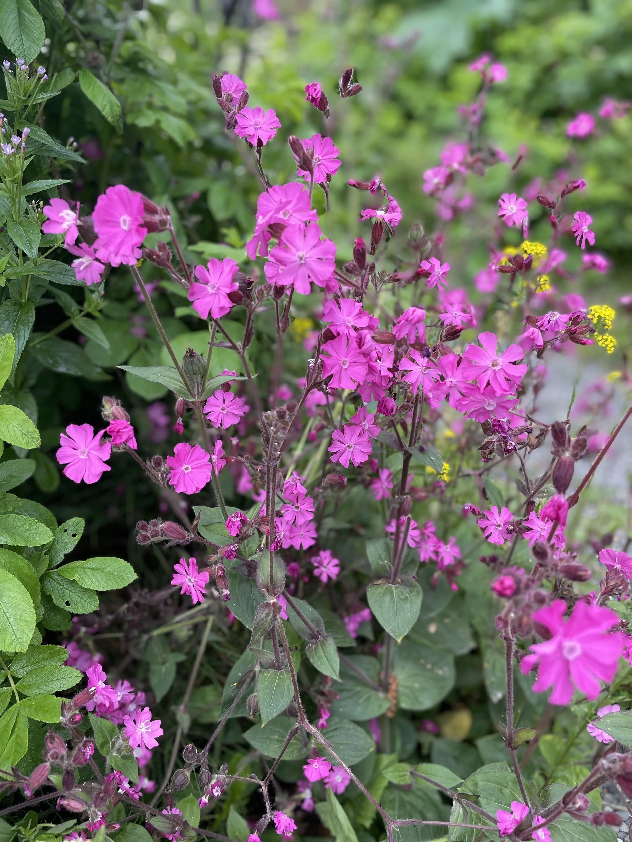 Close-up of vibrant pink wildflowers in a garden setting, surrounded by lush green foliage.
