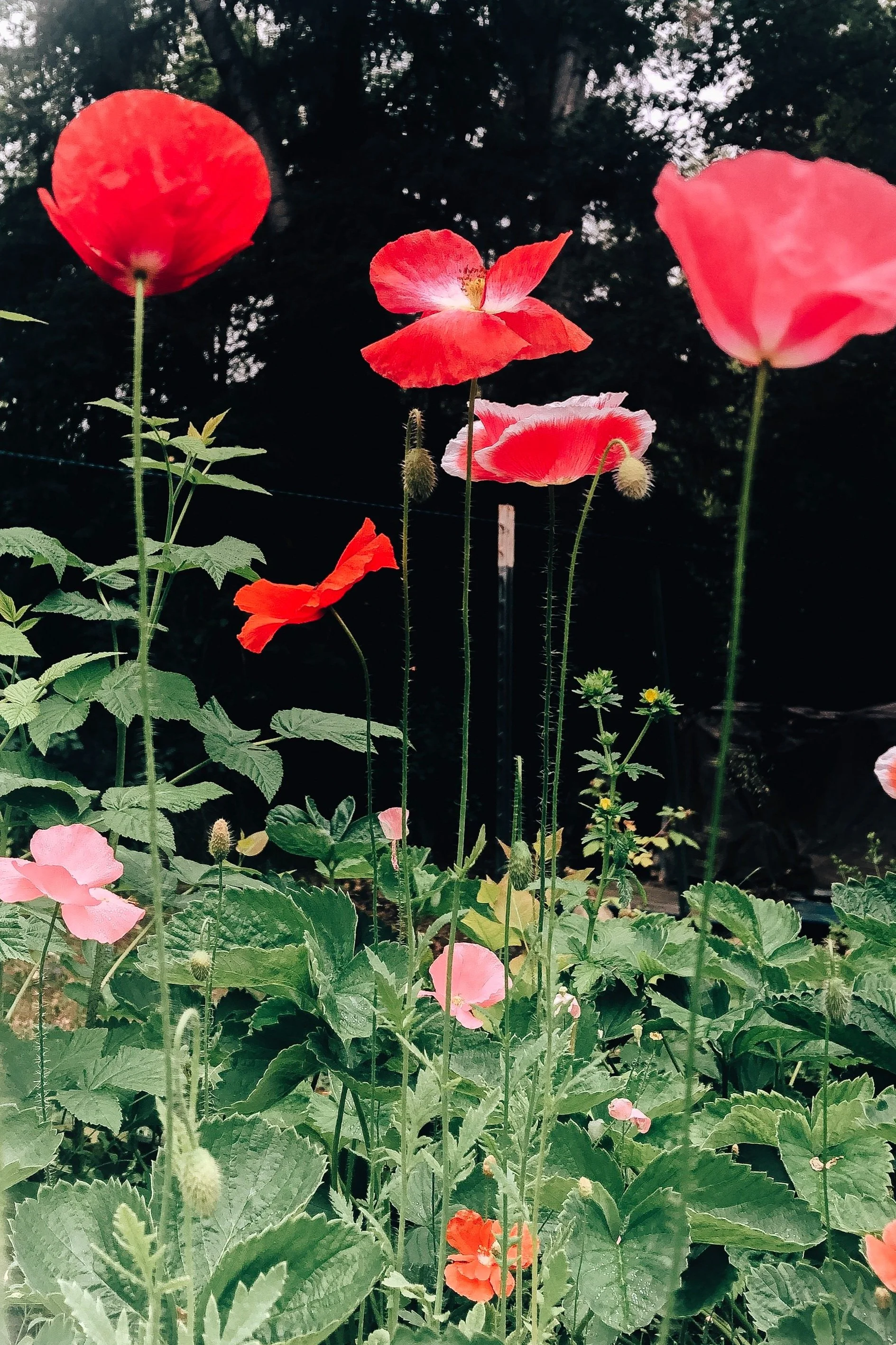 Red and pink poppy flowers in a garden with green leaves and a dark background.