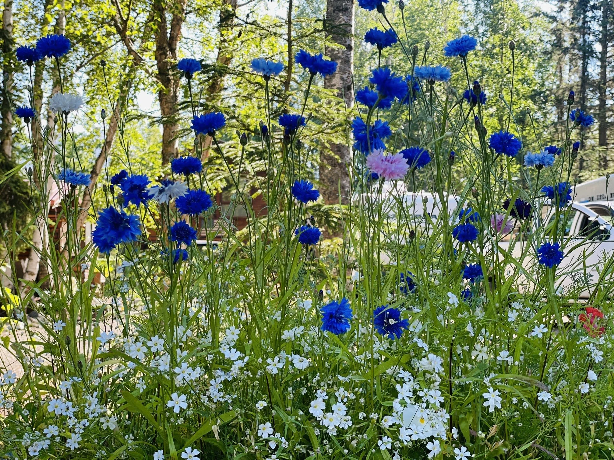 Blue, white, and pink cornflowers in a garden setting with green grass and trees in the background, partially shadowed by sunlight.