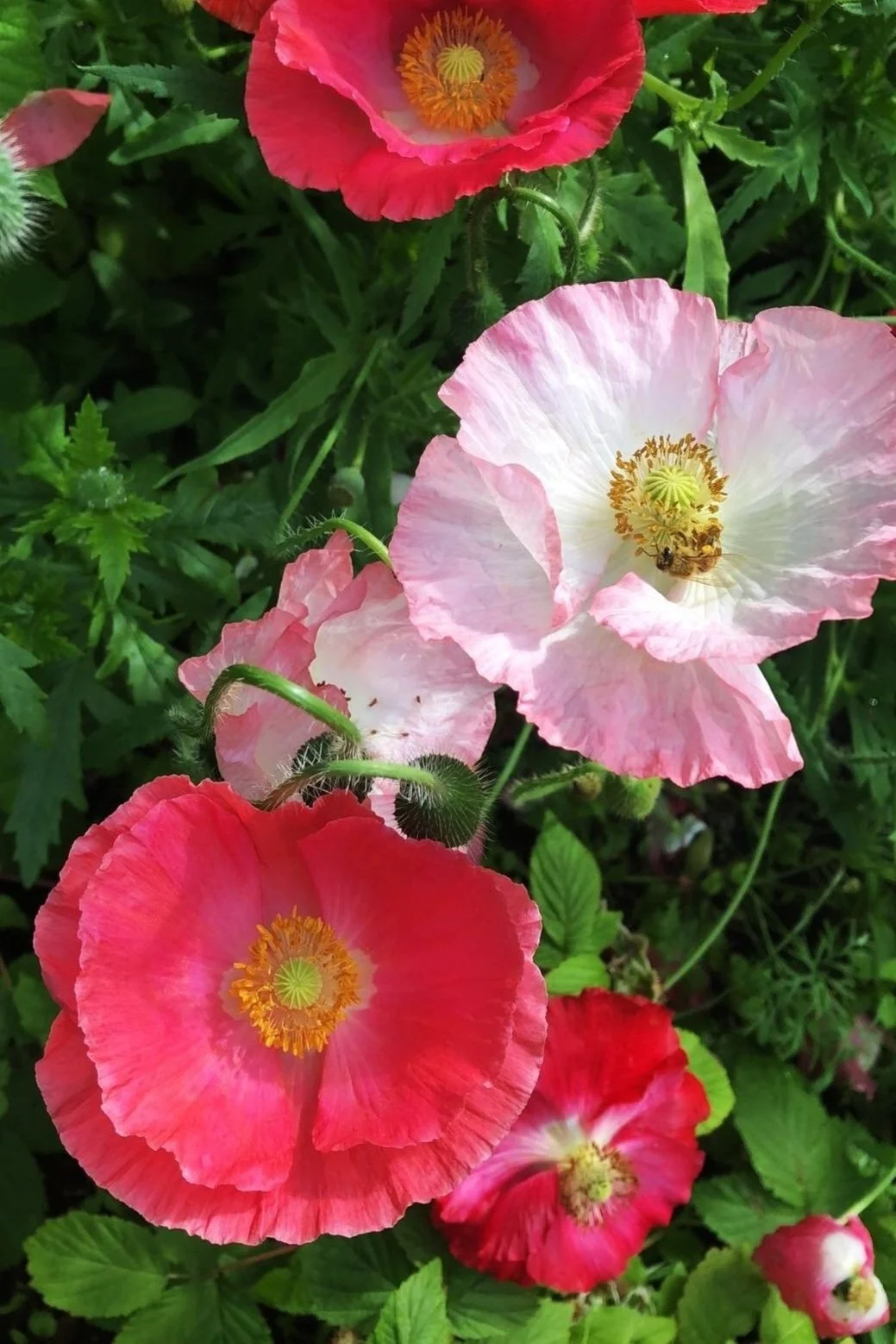 Colorful poppy flowers with pink and red petals in a garden setting.