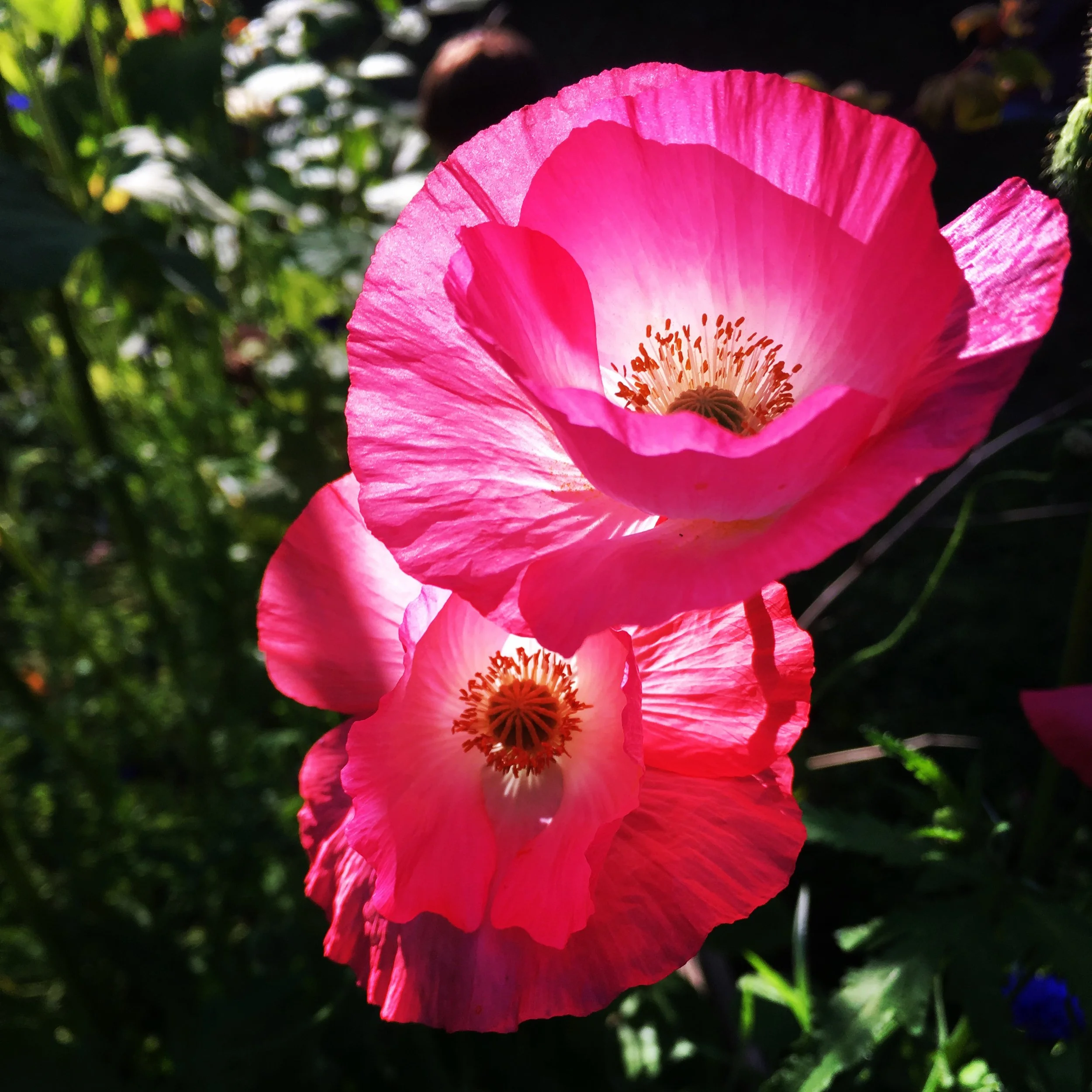Close-up of vibrant pink poppy flowers with sunlight highlighting their delicate petals and dark green foliage in the background.