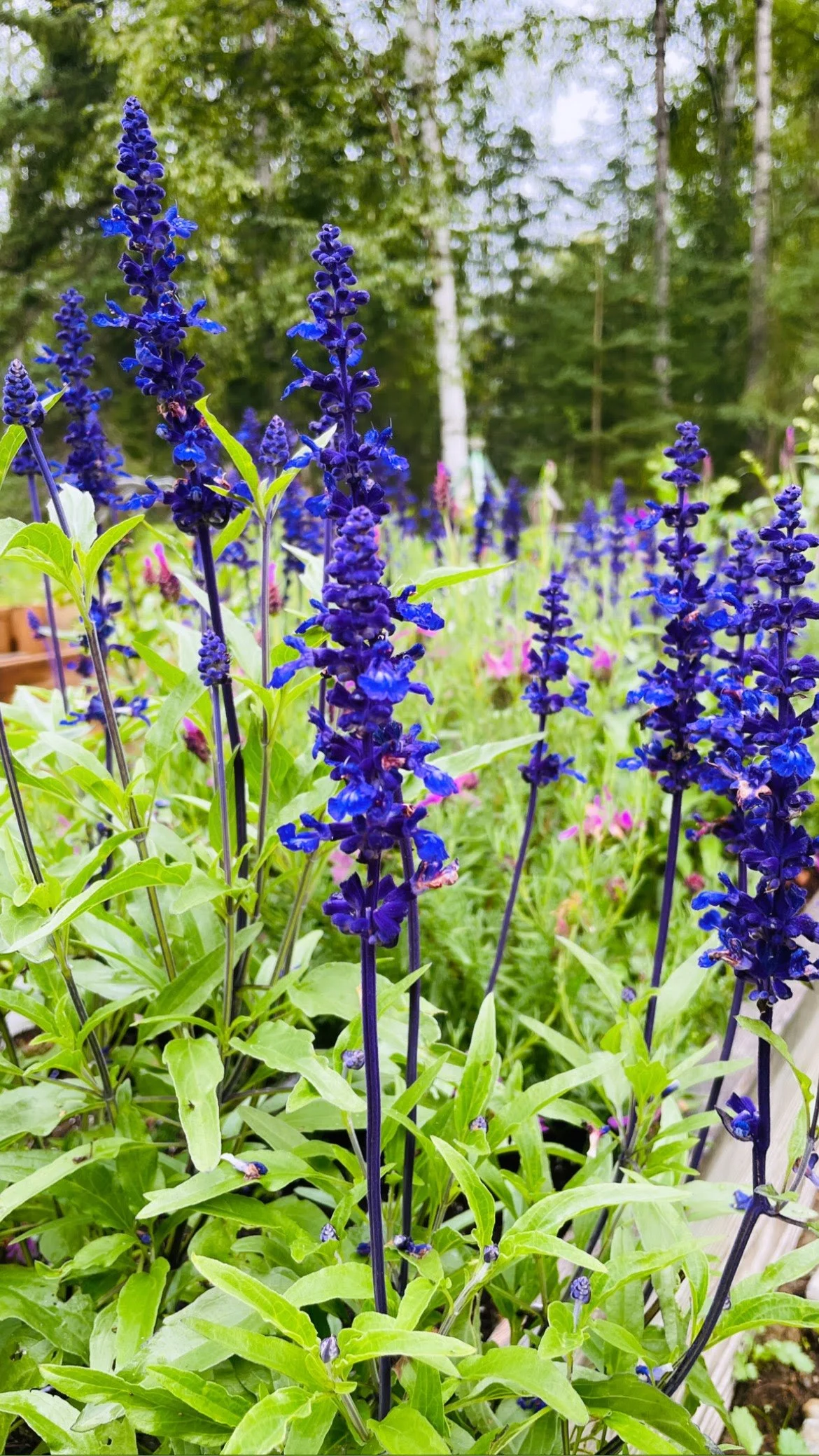 Purple salvia flowers in a garden with green leaves and a forest background.