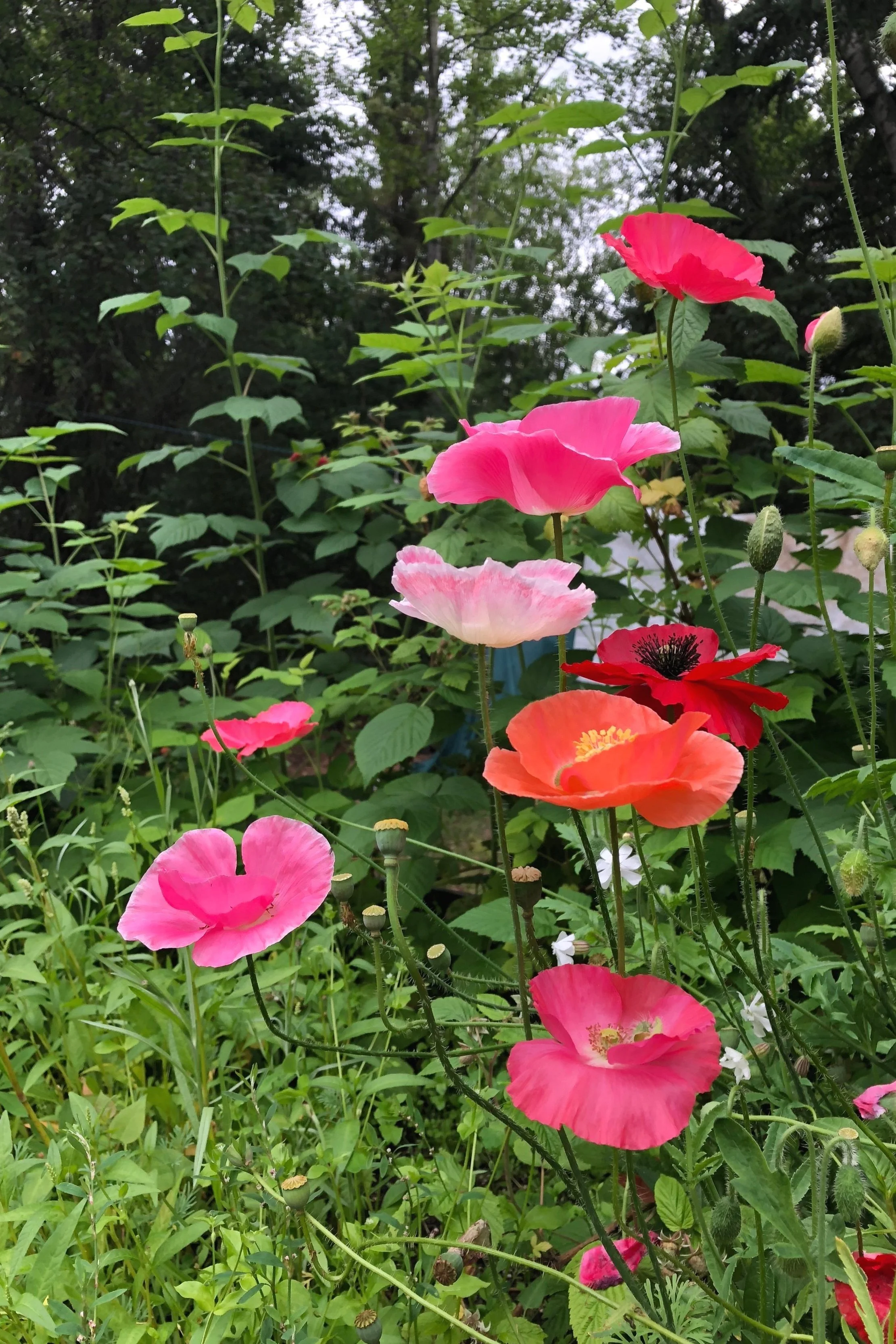 Pink, red, and orange poppies in a lush green garden setting.