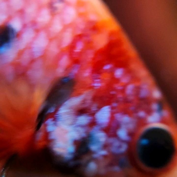 Experimenting with a new macro lens for the phone. Meet our betta fish number two, Winter Biscuit.