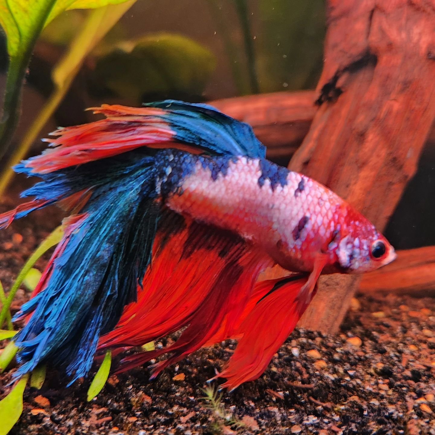 Poor little Winter Biscuit, you were only with us for a short time, but your personality -- and your brilliant colors -- won us over. You were a living work of art, your colors will make the rainbow bridge brighter. Rest in peace, little buddy.