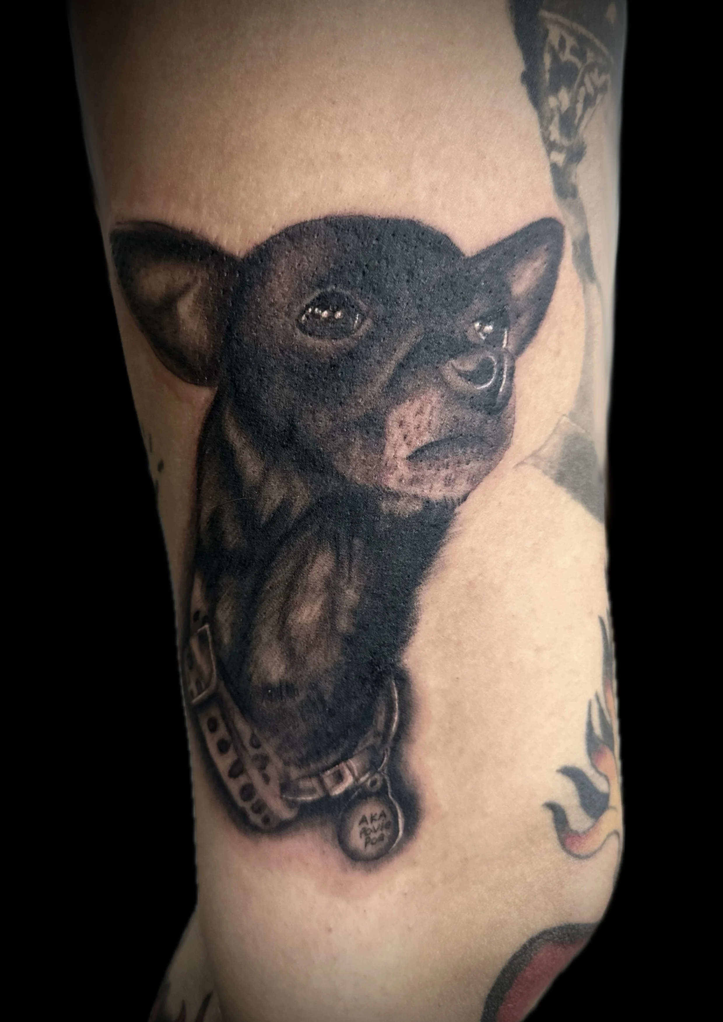 Dog portrait by Alex Meza.jpg