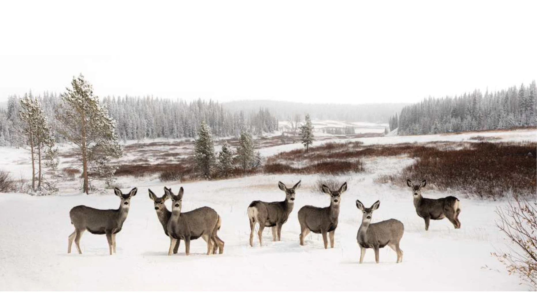 TheDeer resize no frame.jpg
