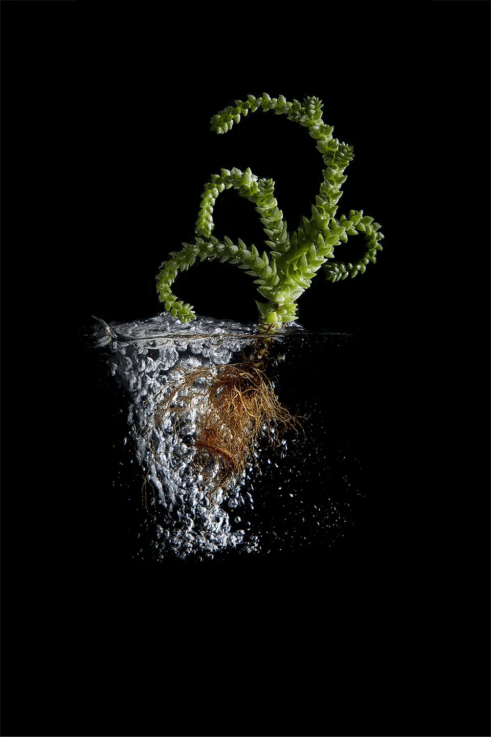 Cactus_07.jpg