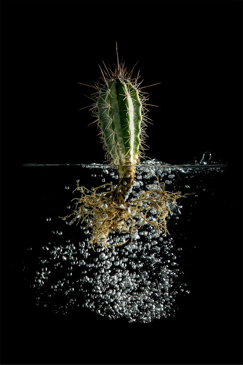 Cactus_11.jpg