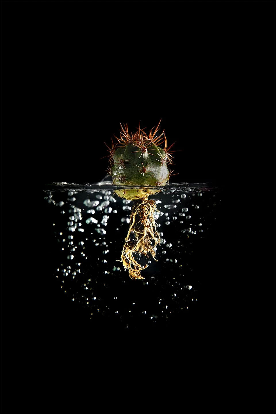 Cactus_05.jpg