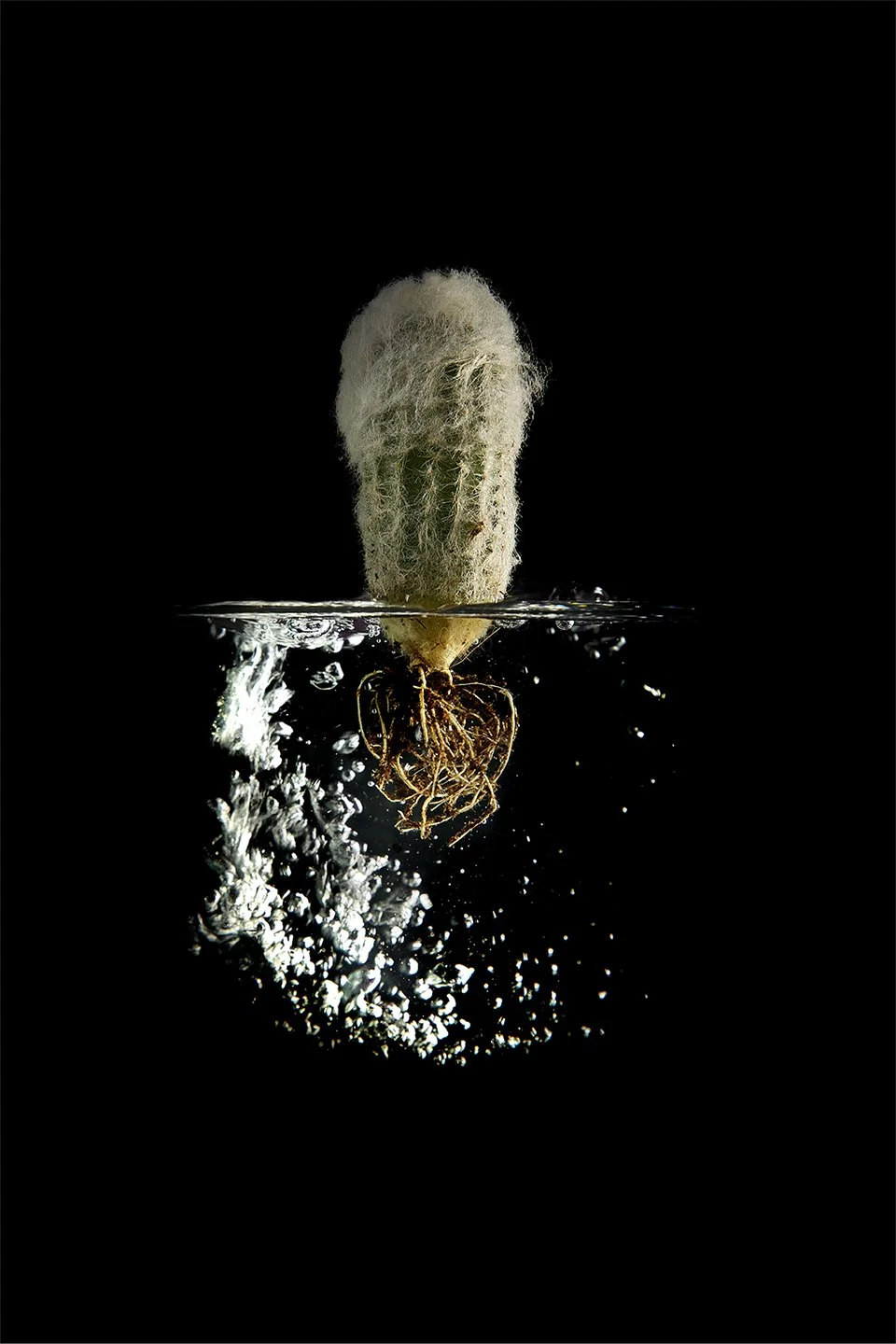 Cactus_04.jpg