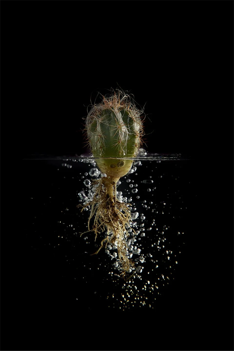 Cactus_01.jpg