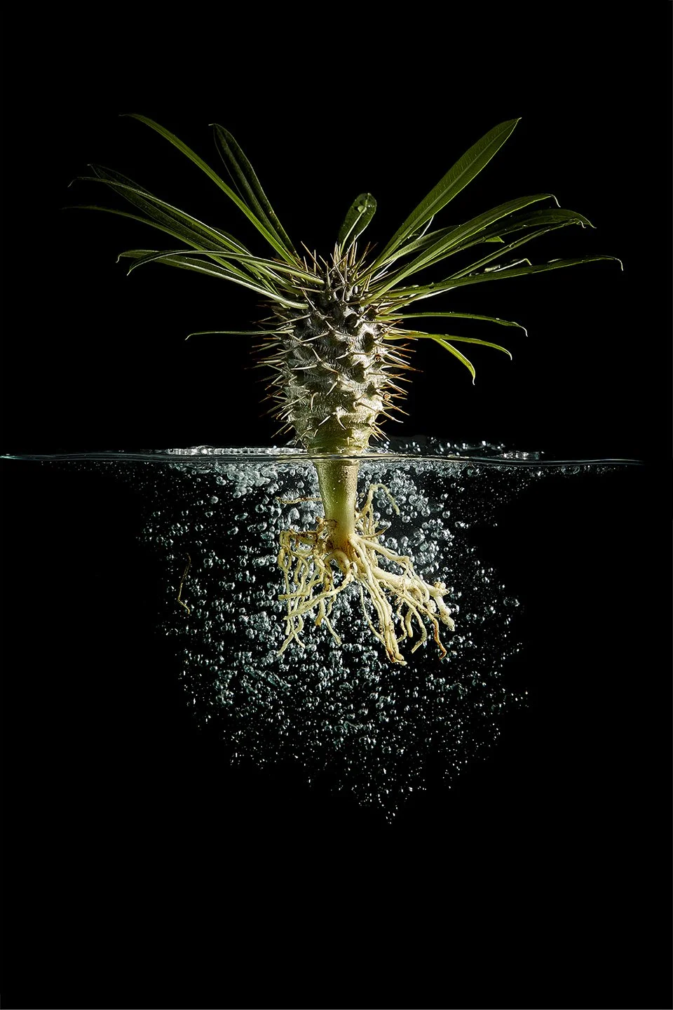Cactus_09.jpg