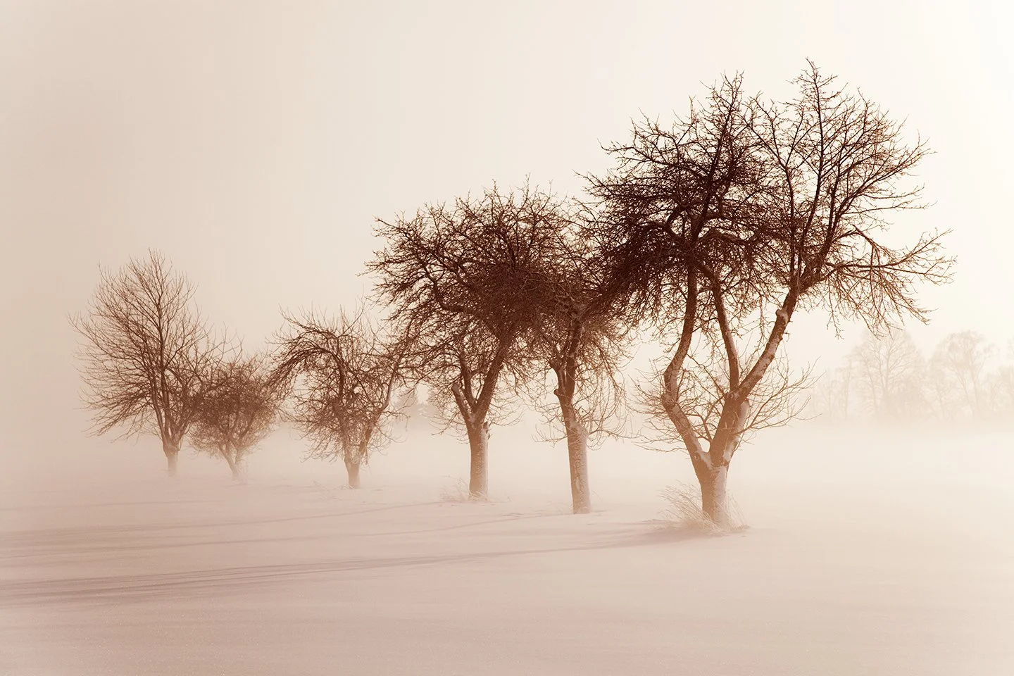 Tree_02_c.jpg