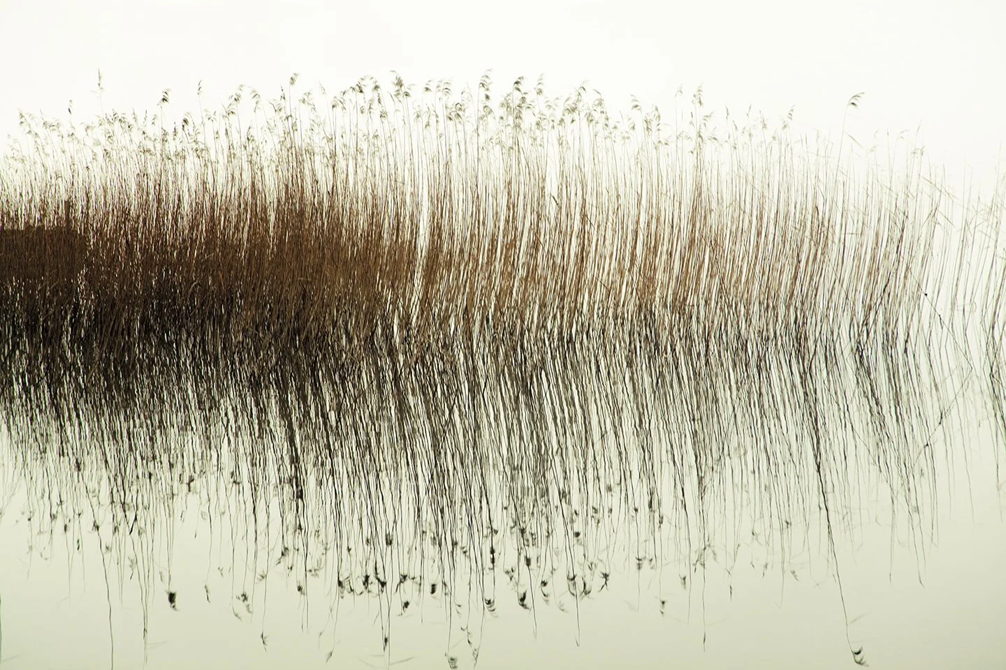 Grass_I_72dpi.jpg