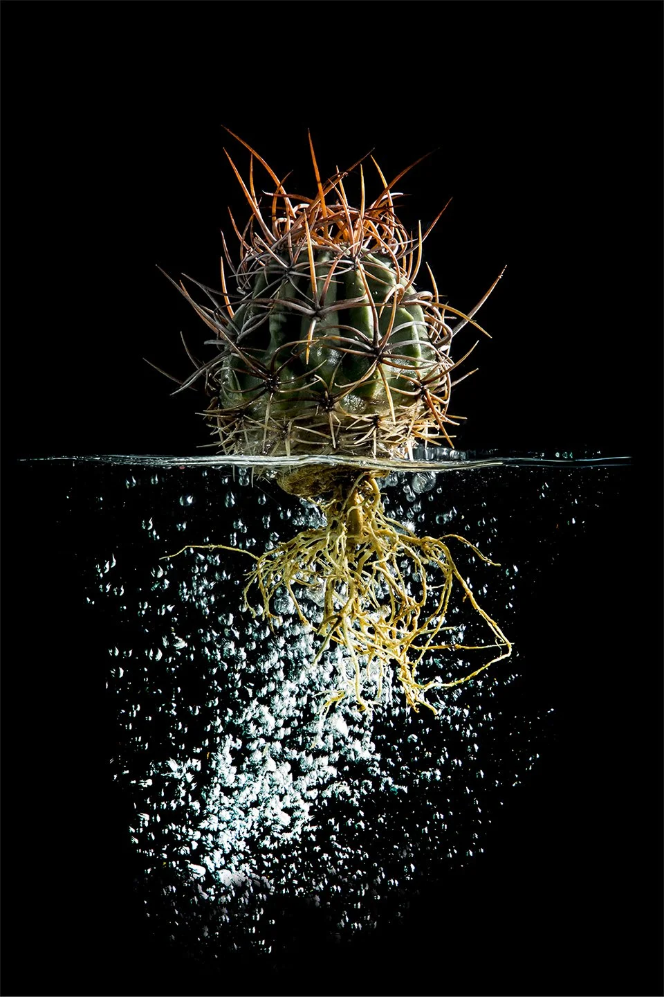Cactus_03.jpg