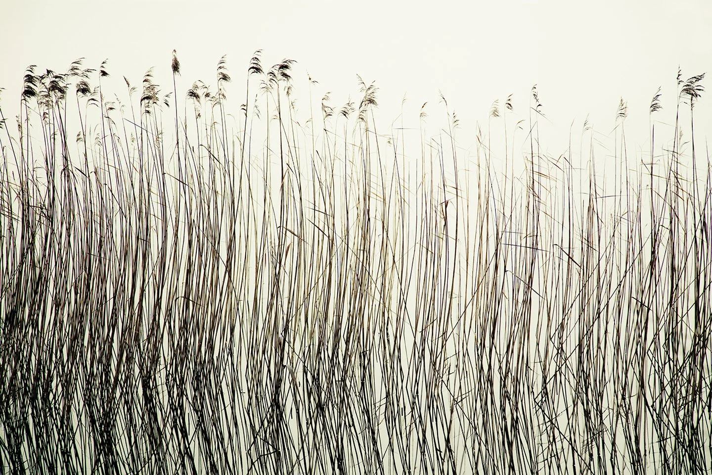 Grass_III_72dpi.jpg