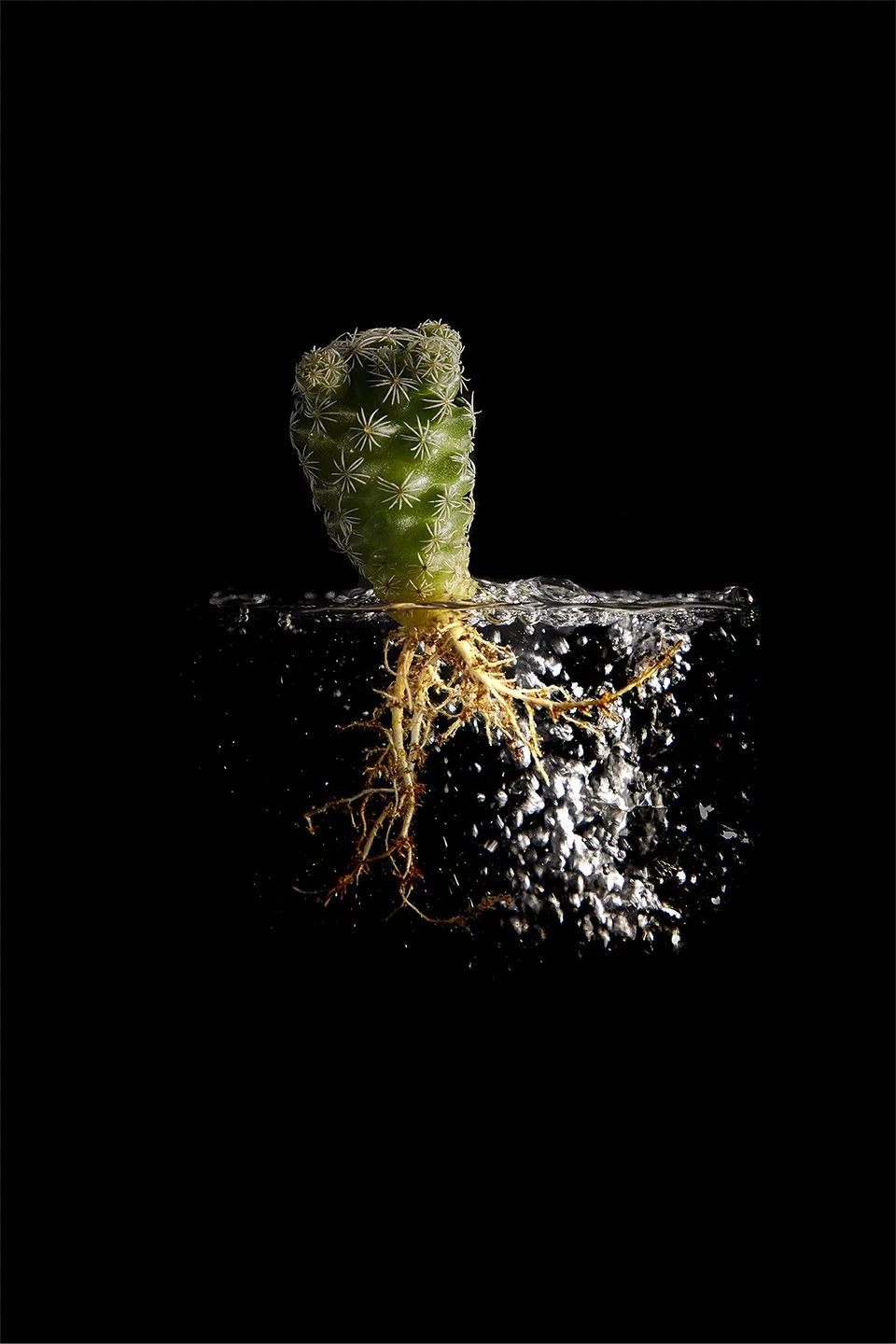 Cactus_08.jpg