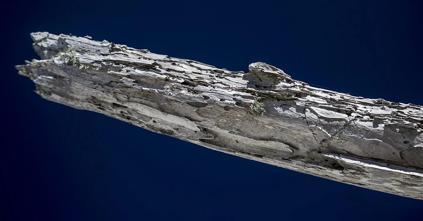 Limb_72dpi.jpg