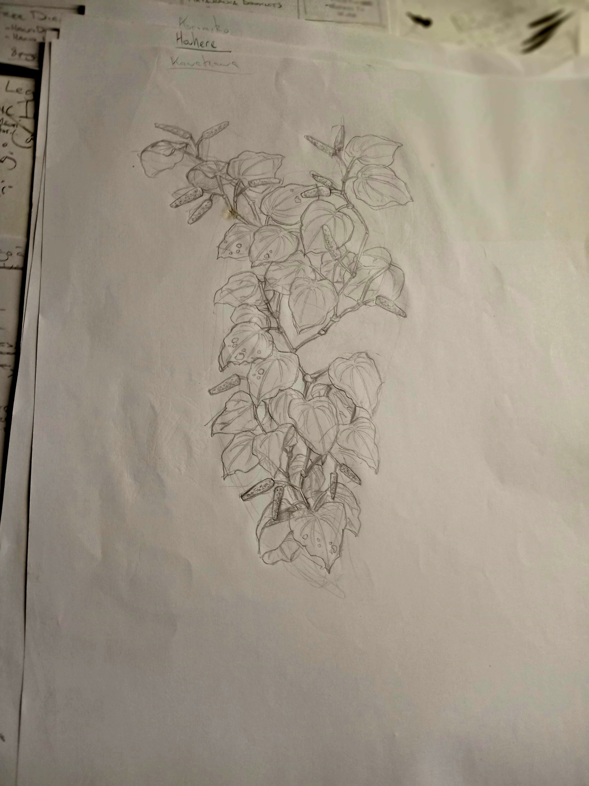 Rongoa_pencils_kawakawa.jpg