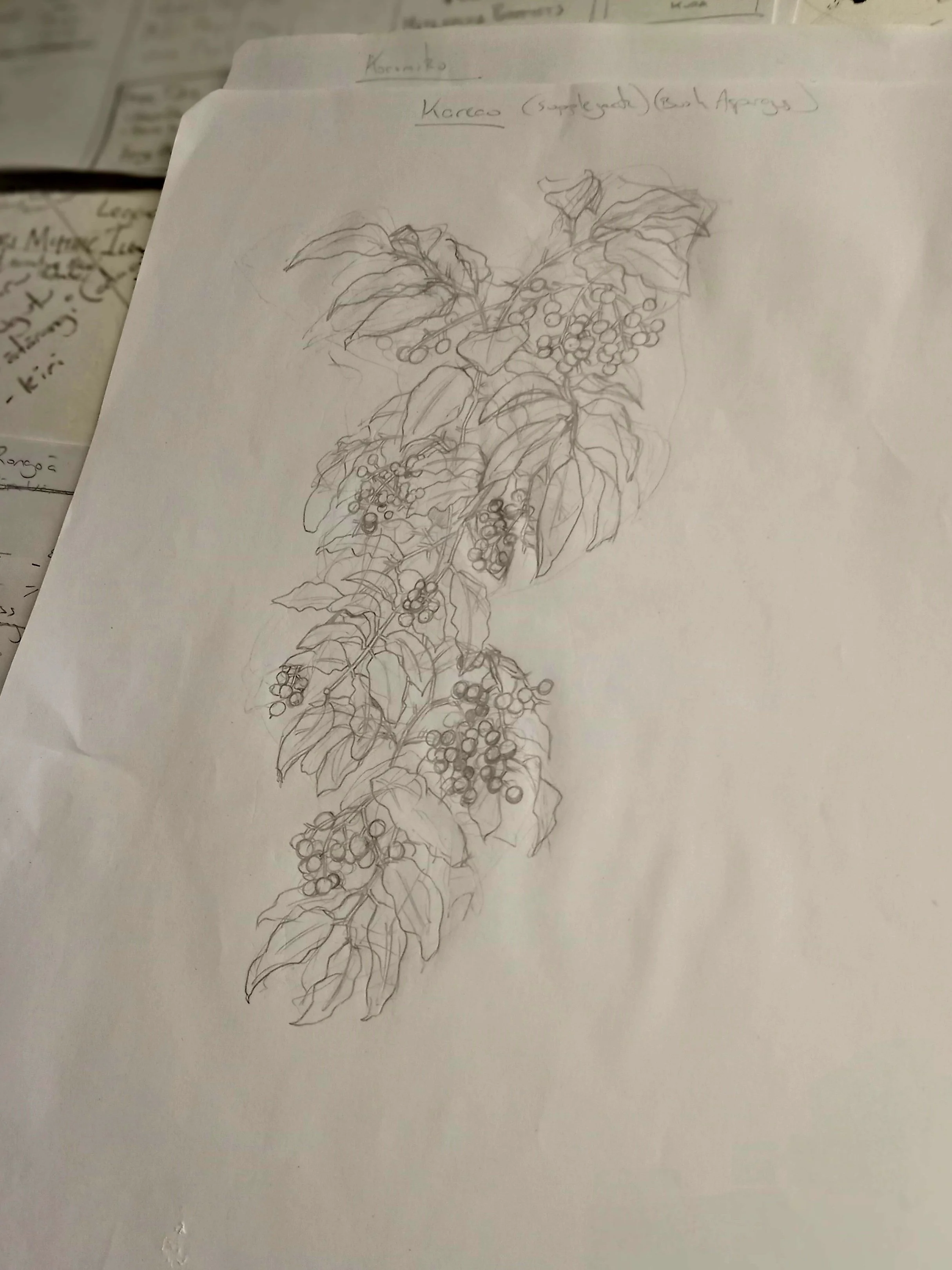 Rongoa_pencils_kareao.jpg