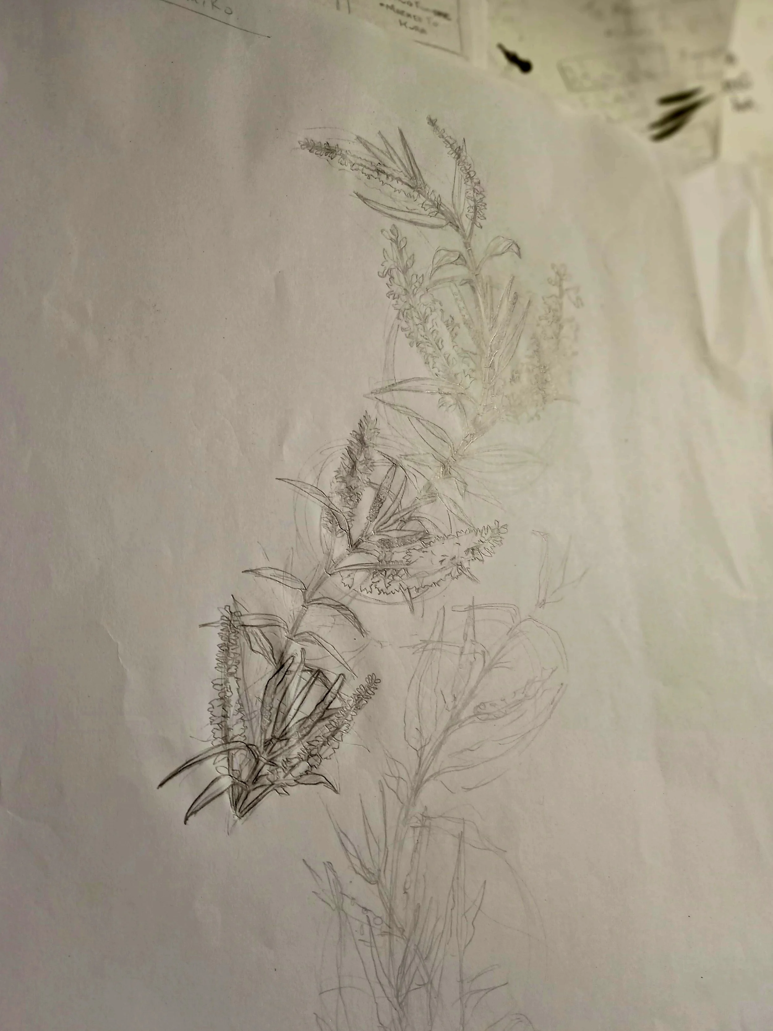 Rongoa_pencils_koromiko.jpg