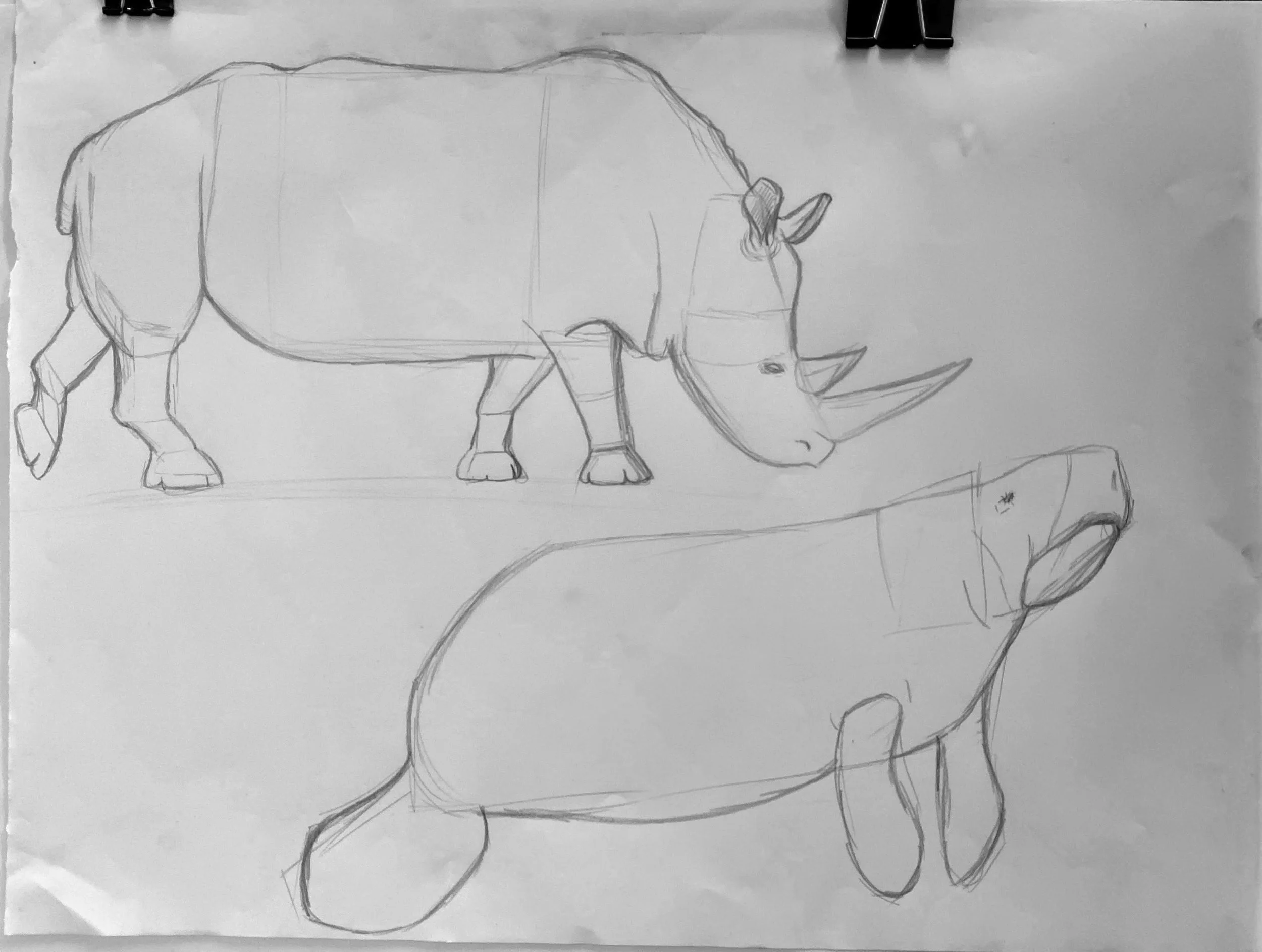 sketches of a rhino and a manatee