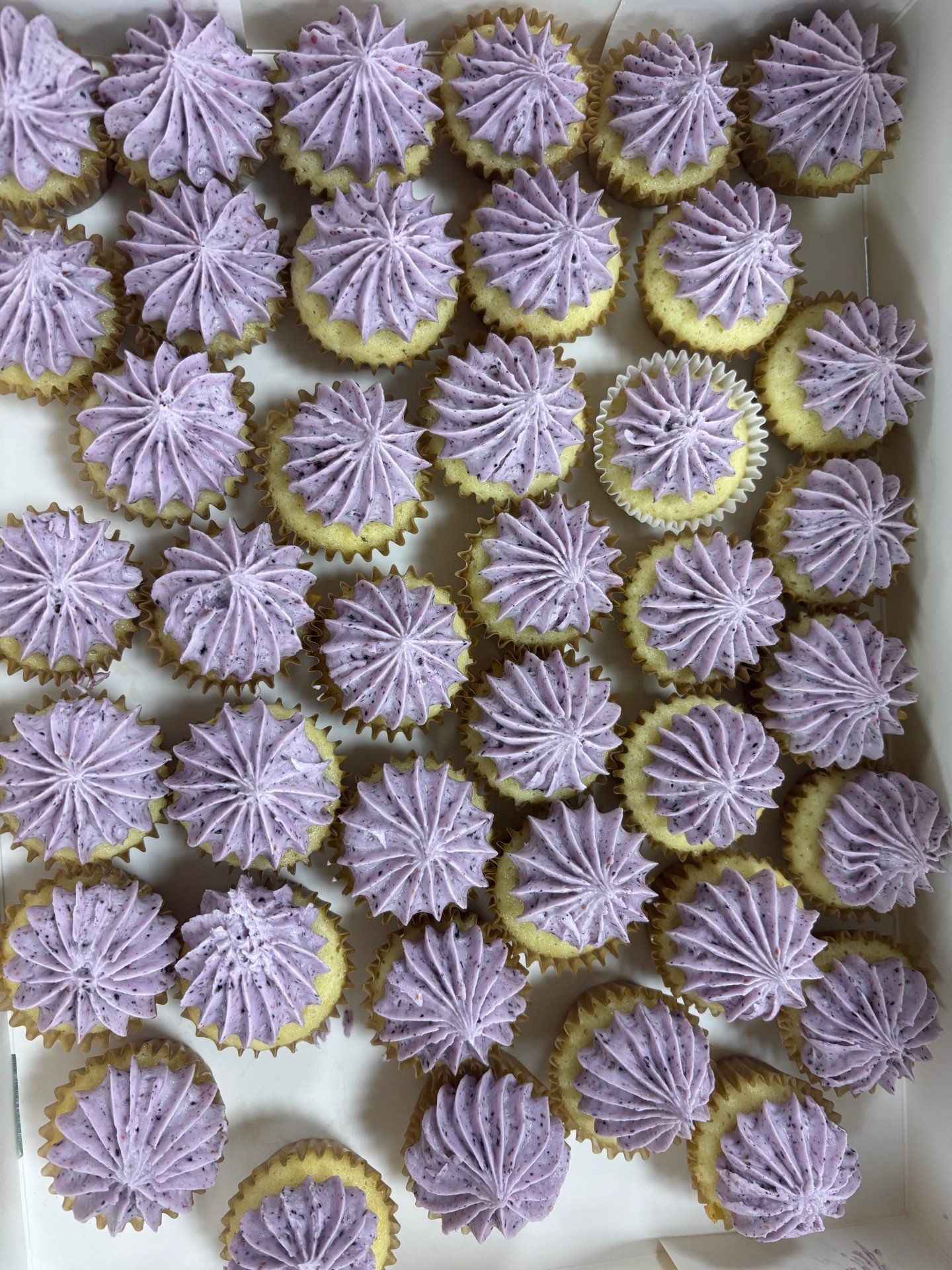 blueberry samps.jpg