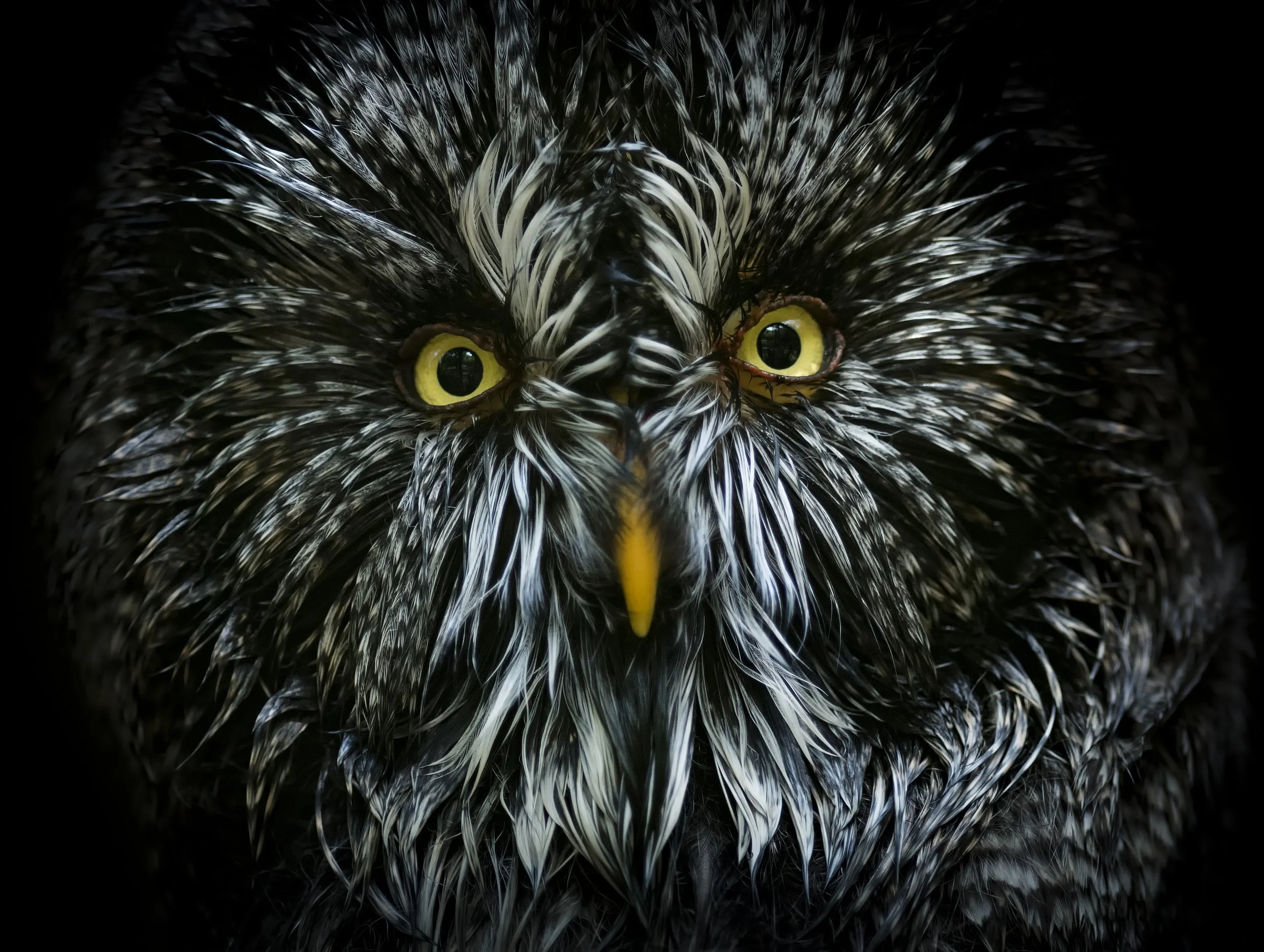 The Great Grey.jpg