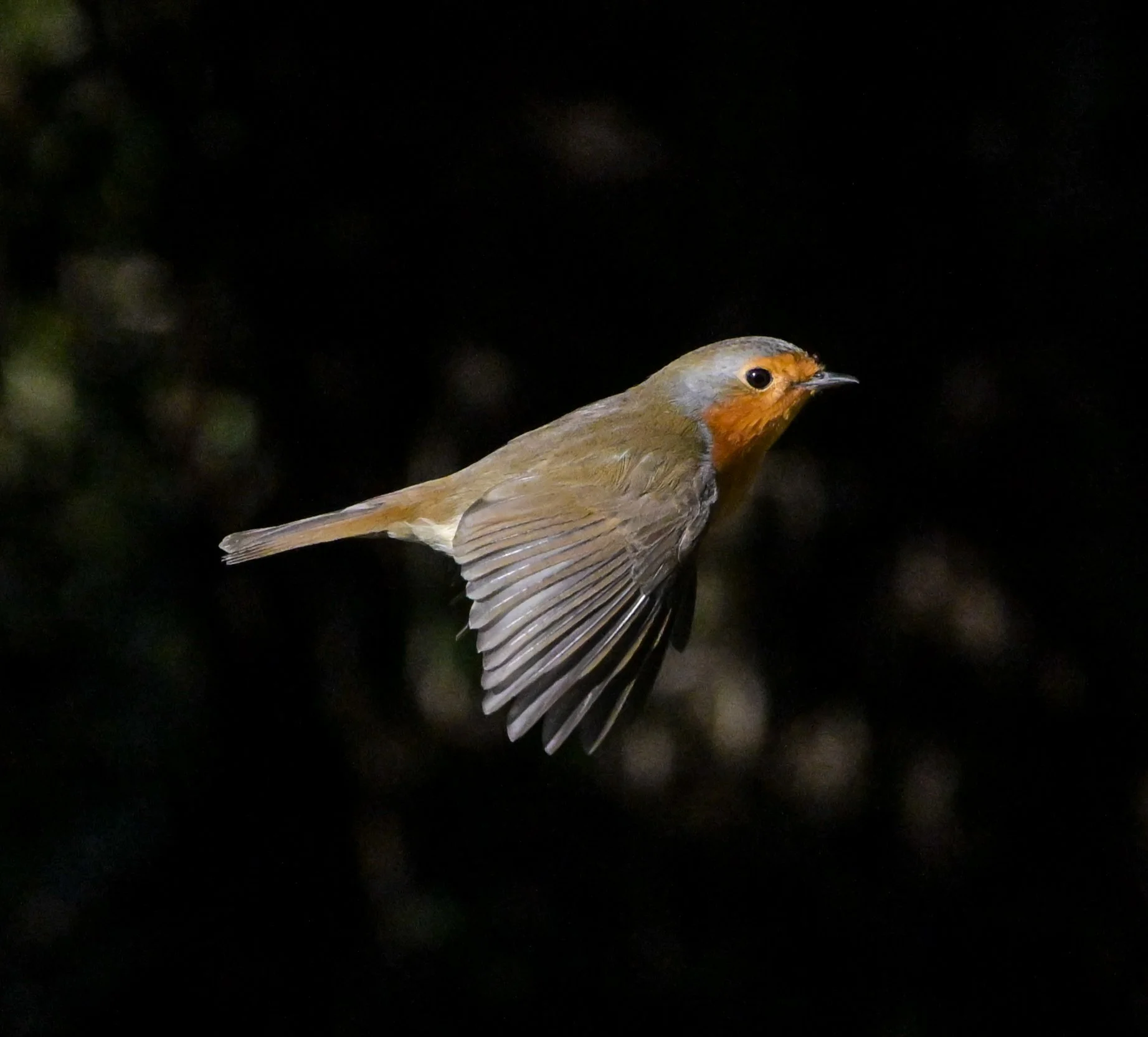 DSC_1340.jpg